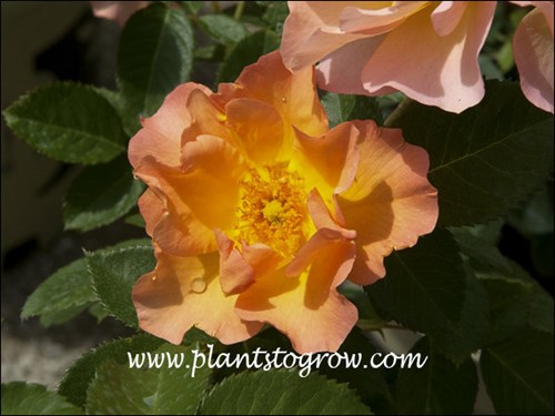 Part of the Canadian Parkland series with yellow to yellow orange flowers.